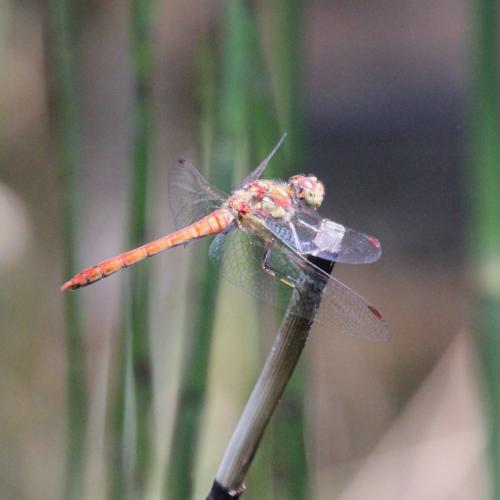 Sympetrum striolatum